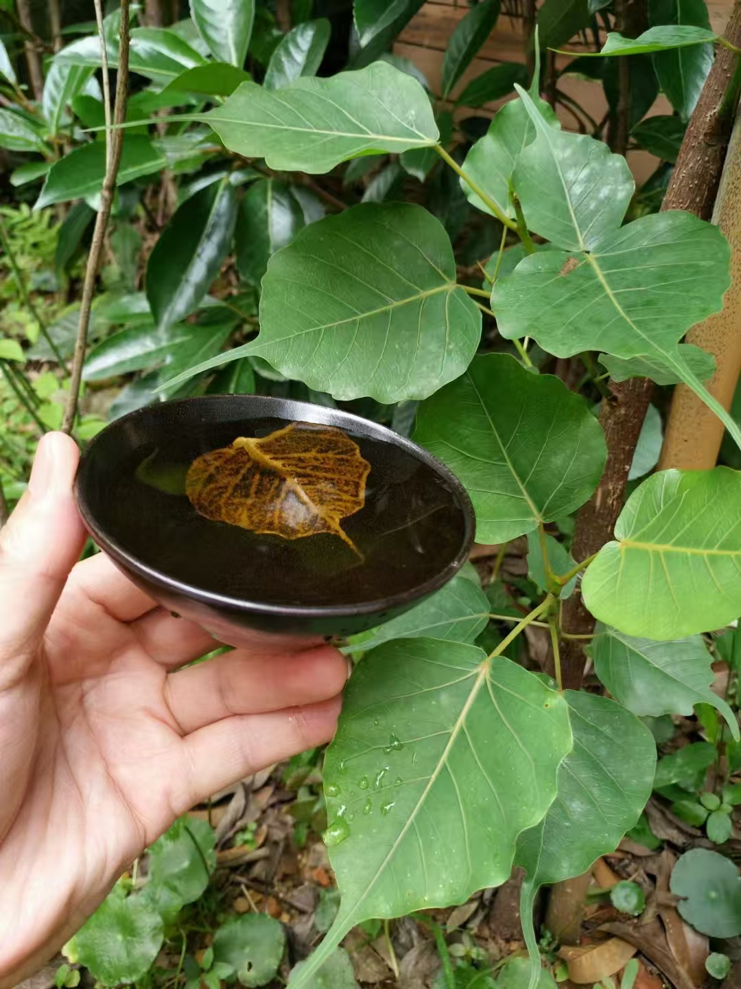 菩提木叶盏